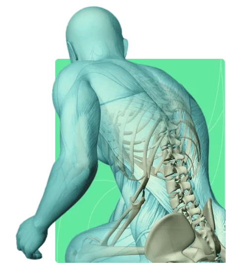 Illustration of the back and spine